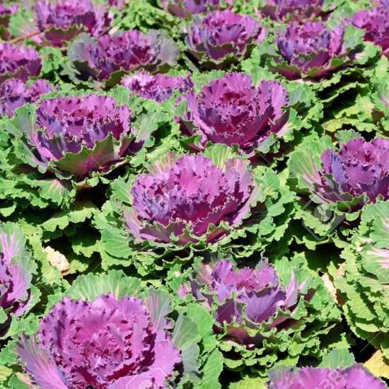 RedCabbage (लाल कैबज ) 1pc. 250-400gm