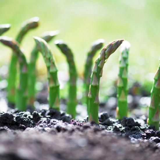 Asparagus (एस्परैगस) - 250gm