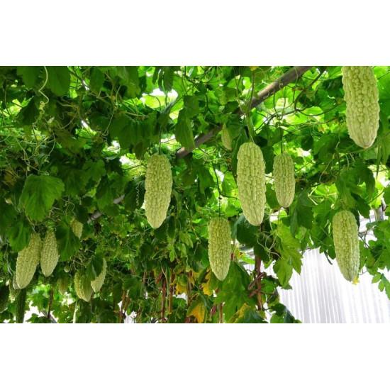Hydroponic Bitter Gourd Karele -250g