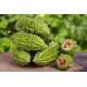 Hydroponic Bitter Gourd Karele -250g