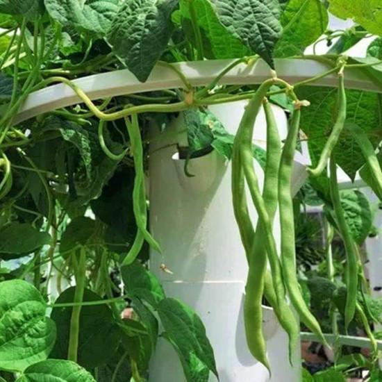 French Beans (फ्रेंच बीन्स) - 250gm