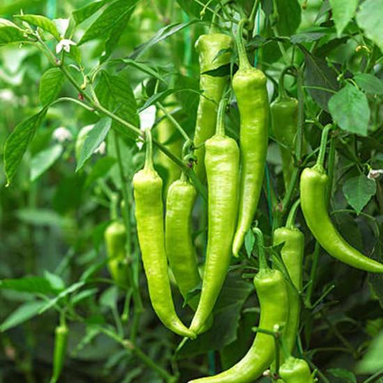 Green Chilli (हरी मिर्च) - 250 gm