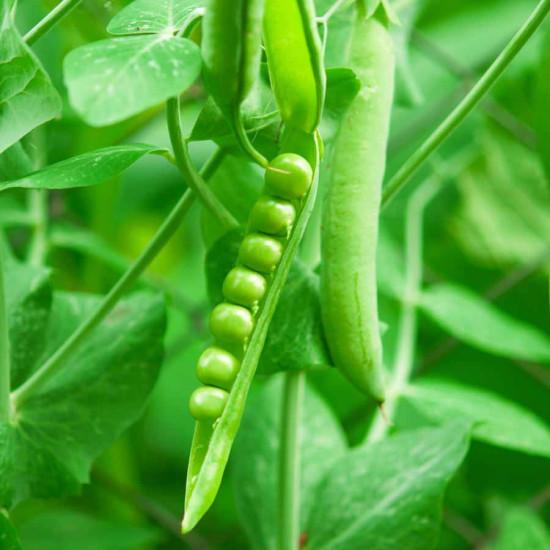 Green Peas (हरी मटर) - 250gm