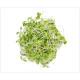 Green Amaranth Microgreens (हरा ऐमरैन्थ) -100g