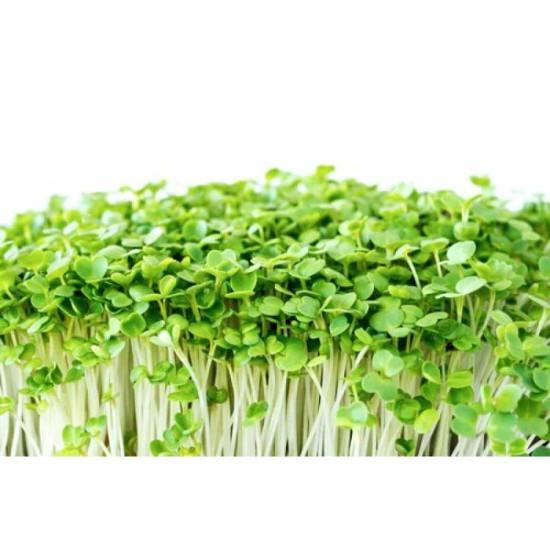 Green Amaranth Microgreens (हरा ऐमरैन्थ) -100g