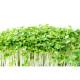 Green Amaranth Microgreens (हरा ऐमरैन्थ) -100g
