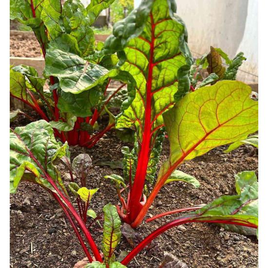 Swiss Chard Red (स्विस चर्ड रेड) - 100g