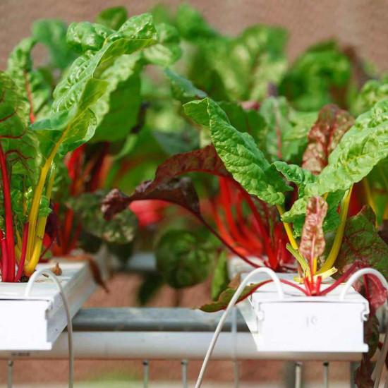 Swiss Chard Golden(स्विस चर्ड गोल्डन)-200g