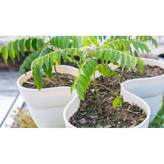 Curry Patta - करी पत्ता 250gm