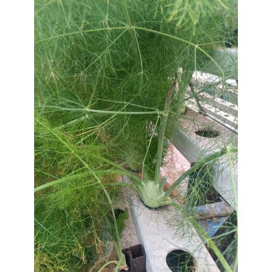 Fennel 50 gm - Fresh Vegetable