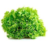 Lettuce Locarno (लोकार्नो)   120 - 150 gm