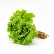 Lettuce Locarno (लोकार्नो)   120 - 150 gm