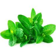 Hydroponic Mint (पुदीना) -100gm