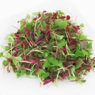 Microgreens mixed (मिक्स माइक्रोग्रीन्स)-100g