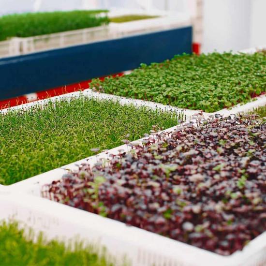 Microgreens mixed (मिक्स माइक्रोग्रीन्स)-100g