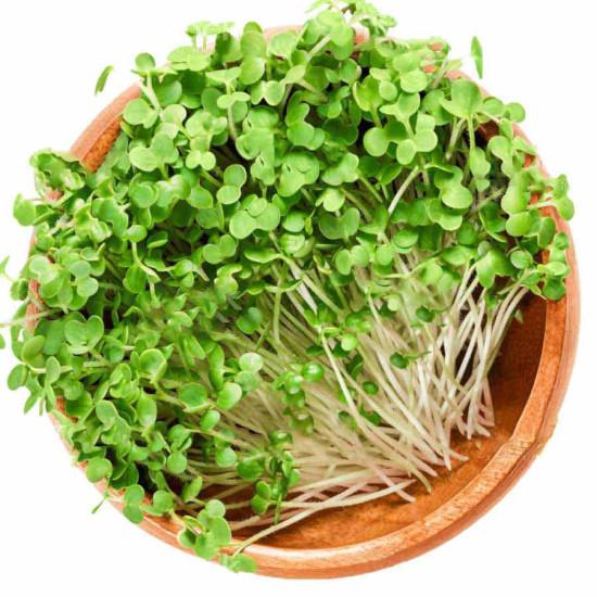 Mustard Microgreens ( सरसों माइक्रोग्रीन्स) -100gm