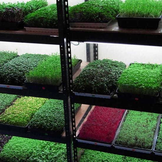 Mustard Microgreens ( सरसों माइक्रोग्रीन्स) -100gm