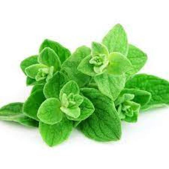 Cubic Oregano (ओरिगैनो) -100gm