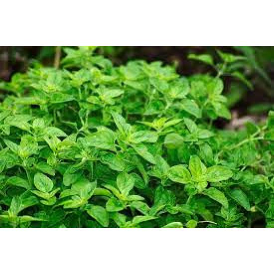 Cubic Oregano (ओरिगैनो) -100gm