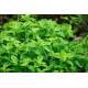 Cubic Oregano (ओरिगैनो) -100gm