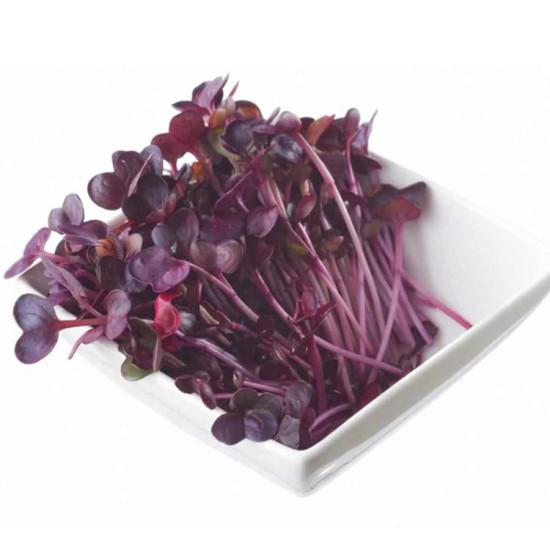 Radish Purple Microgreens (रेडिश बैंगनी माइक्रोग्रीन्स) - 100gm