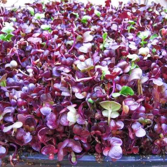 Radish Purple Microgreens (रेडिश बैंगनी माइक्रोग्रीन्स) - 100gm