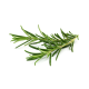 Rosemary (रोज़्मेरी) -100gm