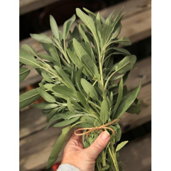 Sage Herb (सेज) - 20gm