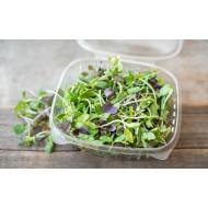 Microgreens mixed (मिक्स माइक्रोग्रीन्स)-100g
