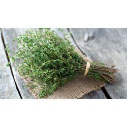 Hydroponic Thyme (हाइड्रोपोनिक्स थाइम) - 20 gm