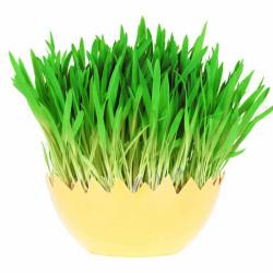 Wheatgrass (व्हीटग्रास माइक्रोग्रीन) -100g