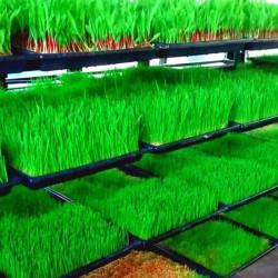 Wheatgrass (व्हीटग्रास माइक्रोग्रीन) -100g