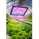 100W LED Flood Light for Hydroponics