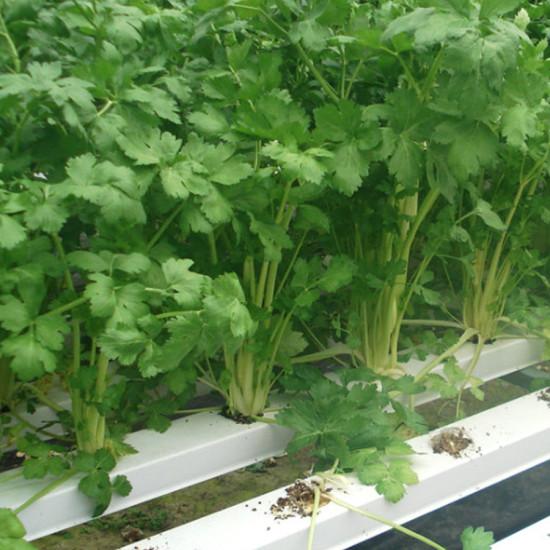 Hydroponic Parsely (पार्सली) - 100gm