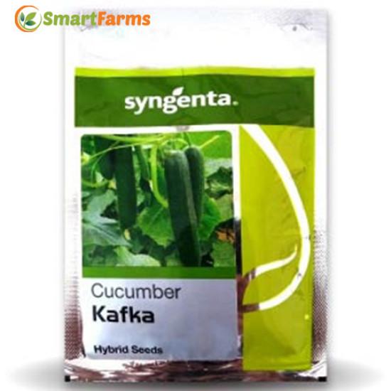KAFKA CUCUMBER