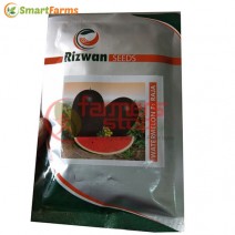 Raja F1 Hybrid Watermelon (Rijk Zwaan Seeds)