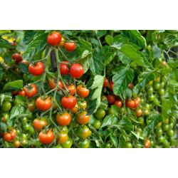 Enza F1 Hybrid Tomato EZ 9003(1000seeds)