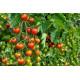 Enza F1 Hybrid Tomato EZ 9003(1000seeds)