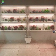48 Plants Wall Mounted Indoor Hydroponics Setup