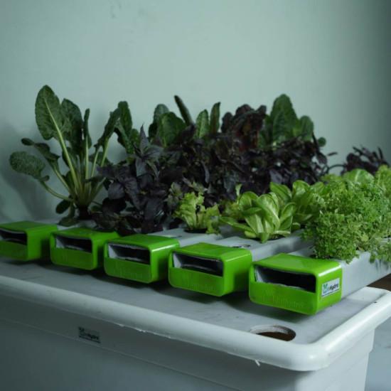 40 Plants NFT Hydroponics System