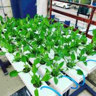 48 Plant NFT Indoor Hydroponic system