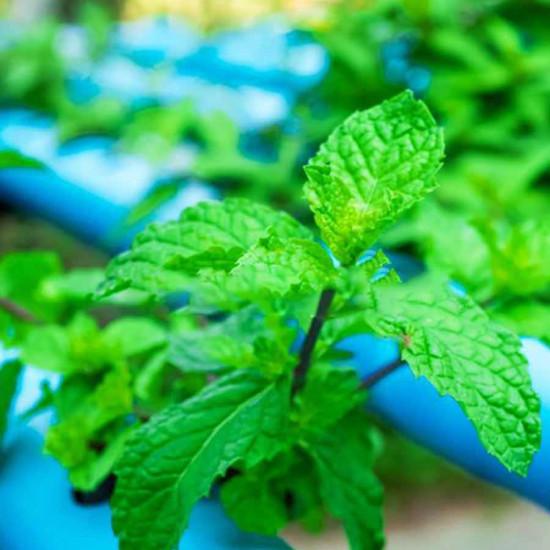 Hydroponic Mint (पुदीना) -100gm