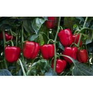 Yuksel - Red abraham F1 Bell Pepper (Red) 1000 seeds