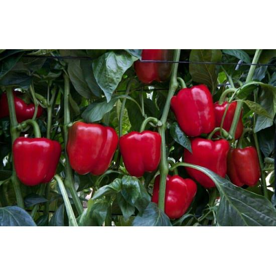 Yuksel - Red abraham F1 Bell Pepper (Red) 1000 seeds