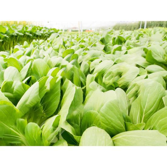 Bok Choy Seeddling  (10 Sampling )