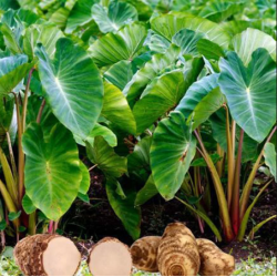 Arbi or  Taro Root - SEEDLING ( 10 SAPLING )