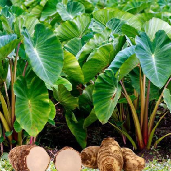 Arbi or  Taro Root - SEEDLING ( 10 SAPLING )