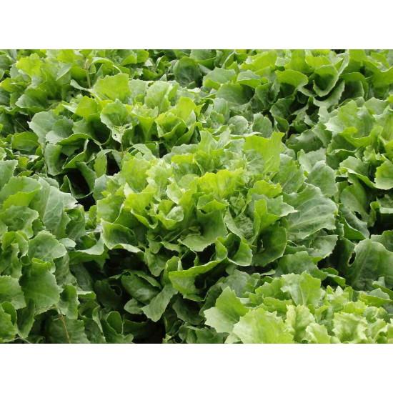 Endive LETTUCE Leafey Green Seedling (10 Sampling )