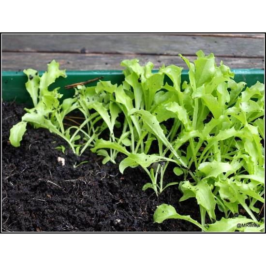 Endive LETTUCE Leafey Green Seedling (10 Sampling )