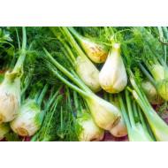 Fennel - SEEDLING ( 10 SAPLING ) - farmsbazaar